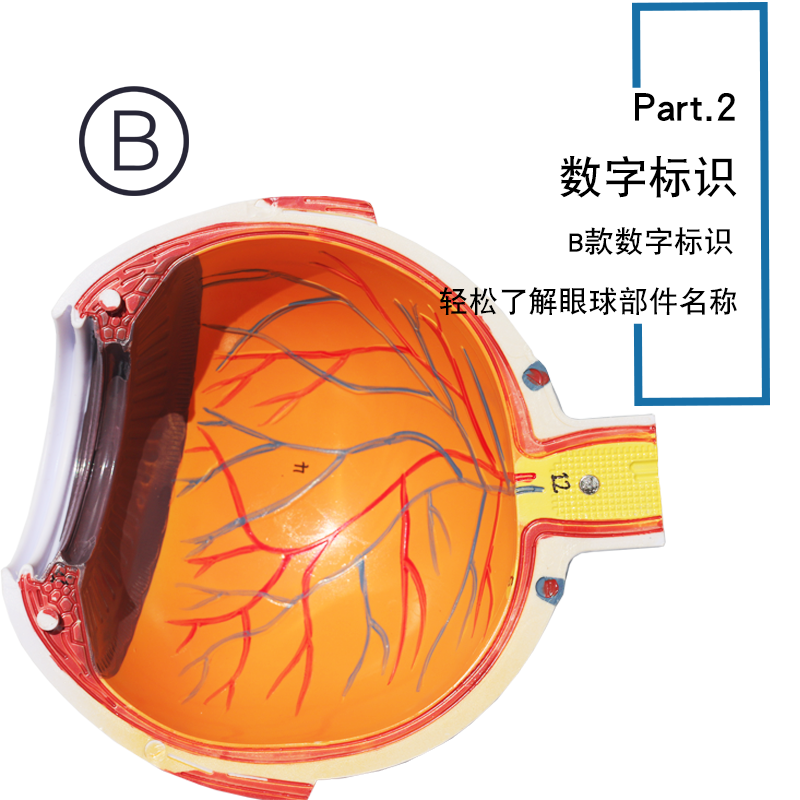眼球仪2.png